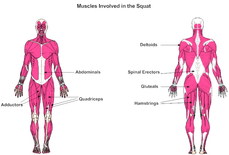 squat muscles